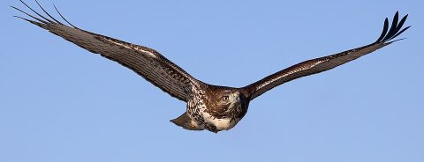 a red-tailed hawk in flight